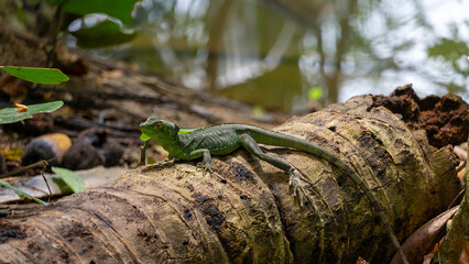 Female Green Basilisk in Tortuguero, Costa Rica (March 2008)