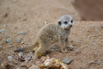 Fototapeta premium baby meerkat on the ground