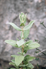 Close-up of sage leaves growing in the Mediterranean climate of southern France, showcasing their texture and particular color