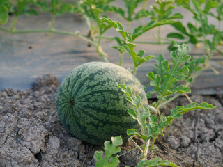 Outdoor watermelon farm in the countryside