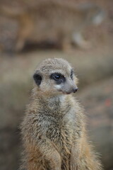 meerkat on guard