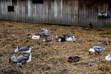 A close up on numerous ducks, chickens, roosters, and other birds walking around a big agricultural farm, next to some tractors, wooden huts, pens, tables and barns on a sunny summer day