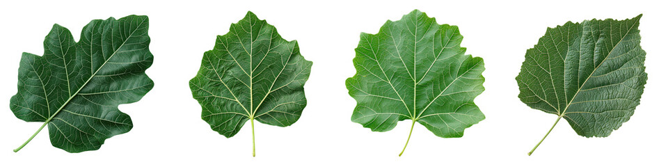 Close up view of a collection of lush vibrant green leaves from different plant species showcasing the intricate patterns textures and shapes of natural foliage