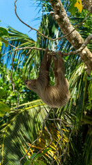 A sloth in the Cahuita National Park Costa Rica © Roger