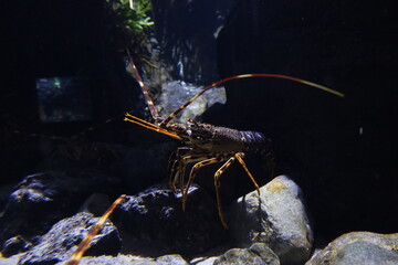 Shrimp in aquarium