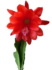 Orchideenkaktus mit gro&szlig;er roter Bl&uuml;te.