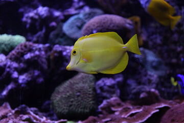Exotic yellow fish 