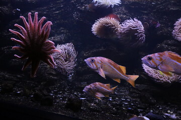 Exotic underwater world