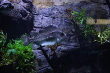 Exotic fish in the water