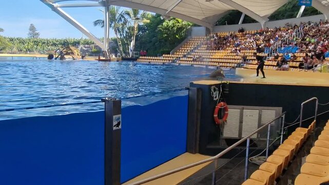 At Loro Parque in Tenerife, the orca show&mdash;known as "Orca Ocean"&mdash;is a major attraction, featuring orcas Morgan, Tekoa, and Ad&aacute;n. The presentation highlights the strength and intelligence of these marin