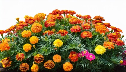 colourful flowers bush of marigolds and zinnias on a transparent background