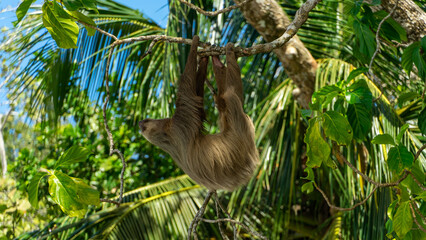 A sloth in the Cahuita National Park Costa Rica © Roger