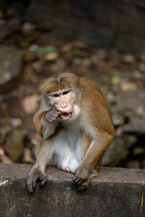 Obraz premium Monkeys around Sri Lanka