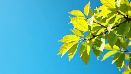 Obraz premium An aspen tree branch is set against a bright blue sky with lush green yellow leaves in full growth , leafy greens, branch