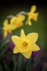 Les premières jonquilles