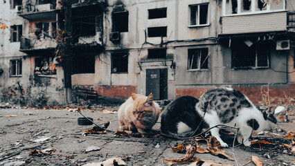 three hungry homeless cats in the yard of a burned-down building in Mariupol