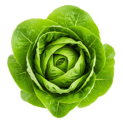 Obraz premium Close-up of fresh green lettuce, arranged in a rose-like shape isolated on a transparent background, showcasing freshness and natural beauty, png image
