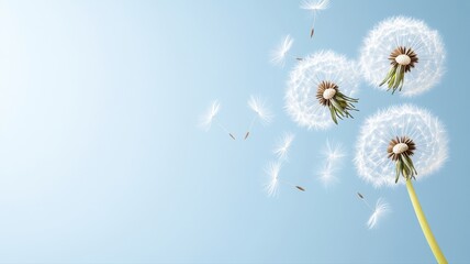 Obraz premium Dandelions releasing seeds against a clear blue sky, symbolizing growth and change.