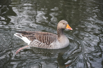 brown goose with orange beak on lake. Anser anser greylag goose bird