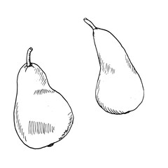 Ripe pear with a small twig in a set, ink sketch. Vector illustration. Hand-drawn, isolated on a white background. Black and white drawing in a simple style