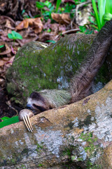 Beautiful Sloth in the area of Cahuita in Costa Rica