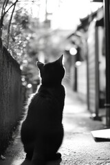 A silhouette of a cat sitting on a narrow pathway, gazing towards the light, with blurred buildings and greenery in the background, evoking a serene and contemplative atmosphere