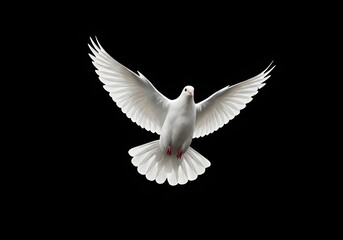 Obraz premium Majestic White Dove in Flight on Black Background Symbol of Peace, Freedom, and Hope.