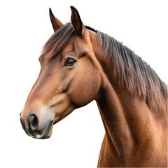A majestic brown horse with a shiny coat and expressive eyes. transparent background