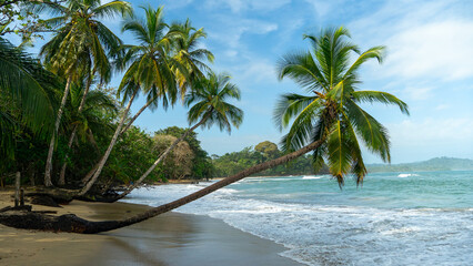 Fototapeta premium Palm trees leaning towards the sea on a beach in Costa Rica