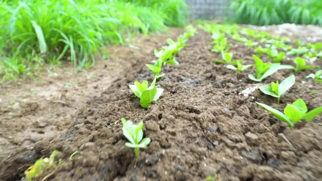 A well-organized vegetable field featuring multiple rows of young Malabar spinach (Basella alba) growing in rich soil. The fresh green leaves indicate healthy growth, representing sustainable farming 