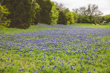 Vibrant bluebonnet field in Texas landscape.