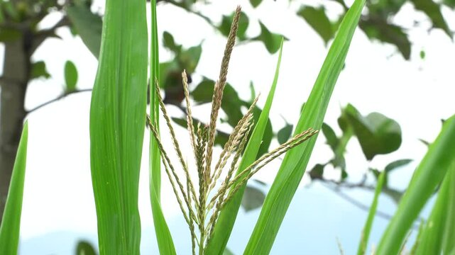 A detailed close-up of a corn plant&rsquo;s tassel in full bloom, showcasing the intricate golden strands reaching toward the sky. This stage is crucial for pollination in maize farming and highlights the b