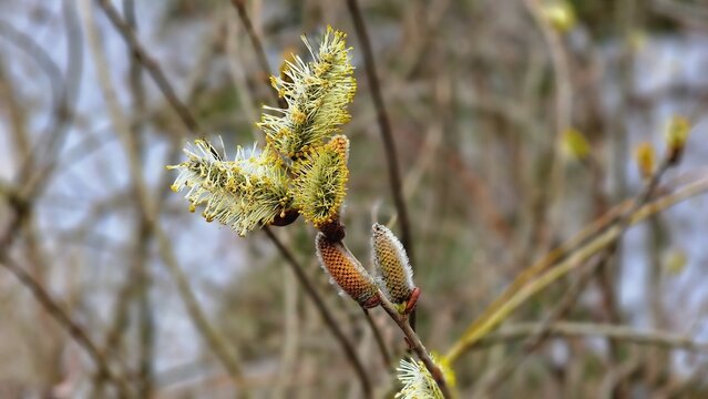 Salix caprea, commonly known as goat willow or pussy willow, blooms in early spring with soft, silvery catkins. These distinctive, furry flowers are a popular symbol of renewal and are crucial for ear