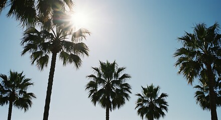 Fototapeta premium Sun Drenched Palm Silhouette Palm Trees In Bright Sunlight Azure Sky Palm Trees Tropical Sunlight Silhouettes Against The Sun AI Generated