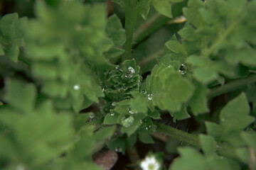 Macro green leaves with morning dew background, close up top view spring foliage with rain drop