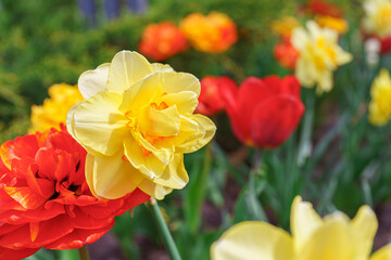 Beautiful spring yellow double petals daffodil flower in full bloom close up. Flowerbed of decorative narcissus in spring garden or park background. Plant breeding, flower growing, nature concept