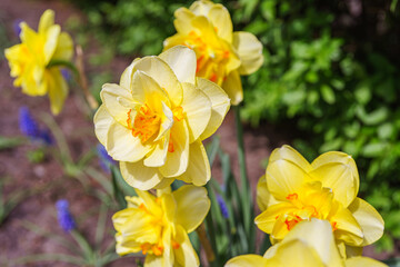 Obraz premium Beautiful spring yellow double petals daffodil flower in full bloom close up. Flowerbed of decorative narcissus in spring garden or park background. Plant breeding, flower growing, nature concept