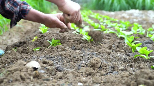 A gardener carefully places young Malabar spinach seedlings into well-prepared soil, ensuring proper growth. This video is great for gardening guides, eco-friendly farming, and organic food production