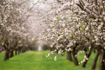 Blossoming almond orchard. Beautiful trees with pink flowers blooming in spring in Europe. Almond blossom.