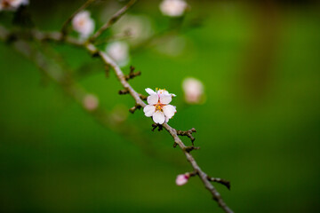 Blossoming almond orchard. Beautiful trees with pink flowers blooming in spring in Europe. Almond blossom.