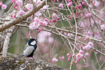 ピンクの桜の花とシジュウカラ