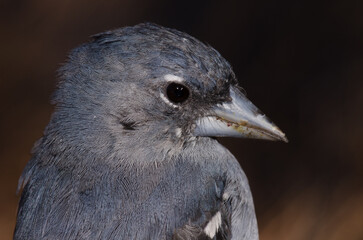 Male Gran Canaria blue chaffinch Fringilla polatzeki. Integral Natural Reserve of Inagua. Gran Canaria. Canary Islands. Spain.