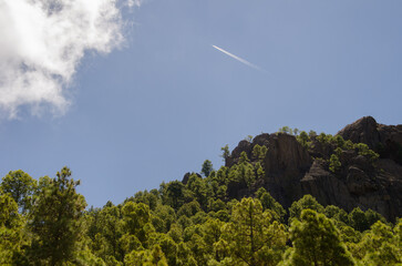 Obraz premium Aircraft flying over a forest of Canary Island pine Pinus canarienis. Integral Natural Reserve of Inagua. Tejeda. Gran Canaria. Canary Islands. Spain.