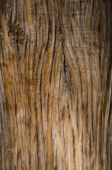 Trunk of Monterey cypress Cupressus macrocarpa. Tejeda. Gran Canaria. Canary Islands. Spain.