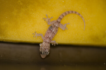 Juvenile Boettger's wall gecko Tarentola boettgeri boettgeri with water droplets on its head on a scrubbing sponge. Pajonales. Tejeda. Gran Canaria. Canary Islands. Spain.