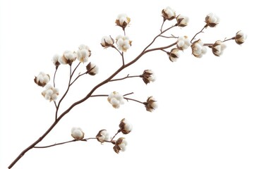 Isolated Cotton Branch Displaying Soft White Bolls on White Background