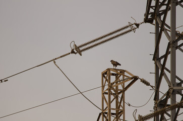 Common buzzard Buteo buteo insularum perched on a transmission tower. Salto del Negro. Las Palmas...