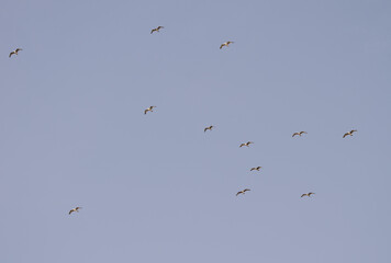 Flock of yellow-legged gulls Larus michahellis atlantis in flight. Salto del Negro. Las Palmas de Gran Canaria. Gran Canaria. Canary Islands. Spain.