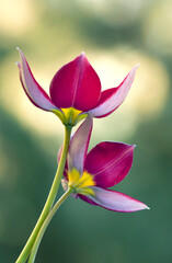 Fototapeta premium Czerwone Tulipany botaniczne na zielonym tle. Tapeta, dekoracja.