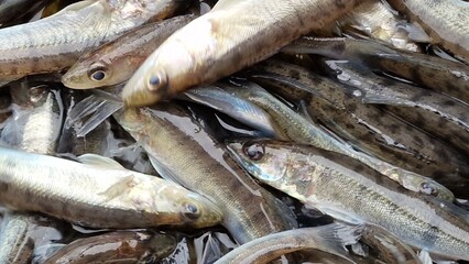 Obraz premium process of releasing juvenile pikeperch (Sander lucioperca) into natural waters to support fish populations and fisheries. This practice helps enhance stocks, improve biodiversity, and sustain ecosyst
